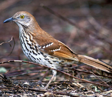 brown-thrasher