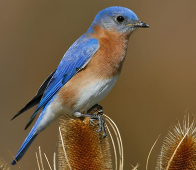 eastern-bluebird