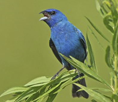 violet-ear-hummingbird