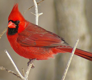 northern-cardinal