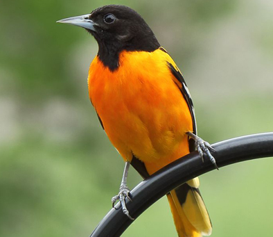 Baltimore Oriole