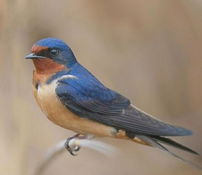 Barn Swallow