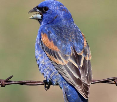 Blue Grosbeak