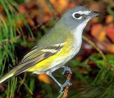 Blue-headed Vireo