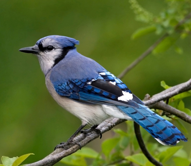 blue-jay