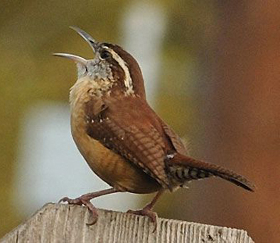 wren