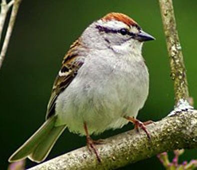 Chipping Sparrow