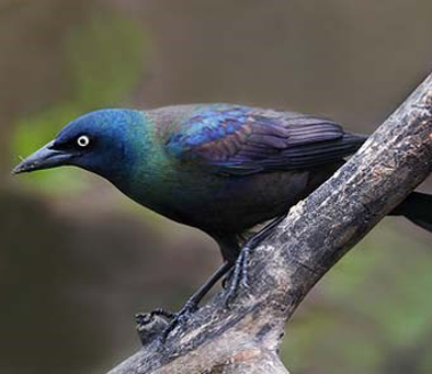 common-grackle