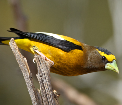 Evening Grosbeak