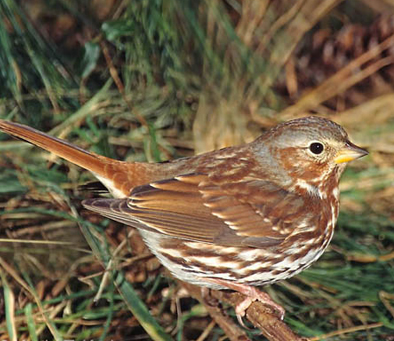 fox-sparrow