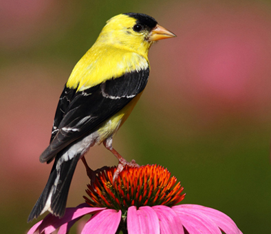 goldfinch