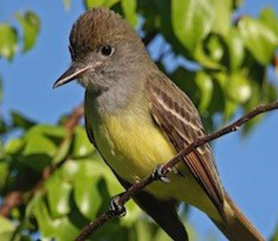 Great Crested Flycatcher