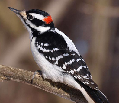 Hairy Woodpecker