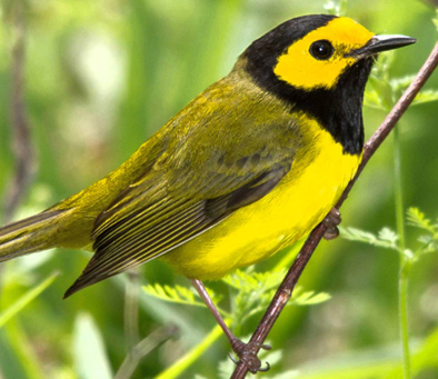 Hooded Warbler