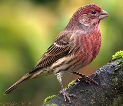 house-finch