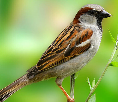 house-sparrow