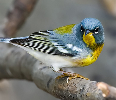 Northern Parula