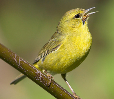 Orange-crowned Warbler