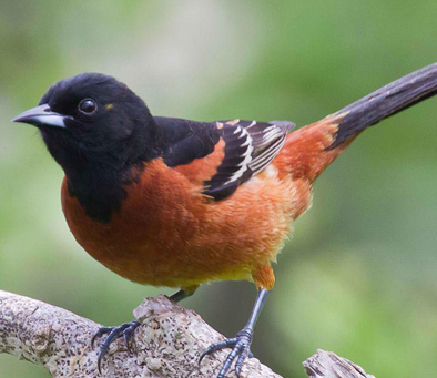 Orchard Oriole