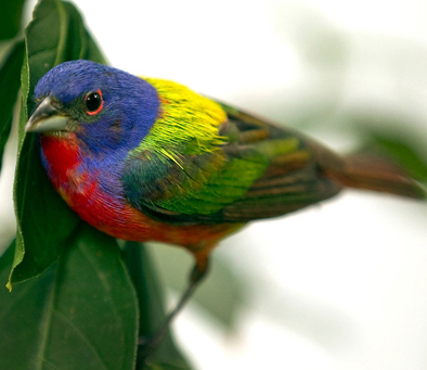 Painted Bunting