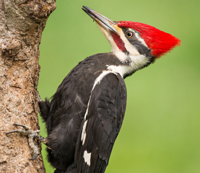 Pileated Woodpecker