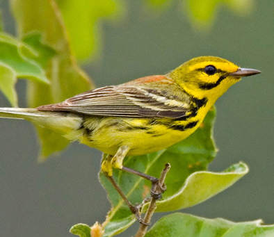 Prairie Warbler