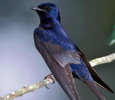 Purple Martin