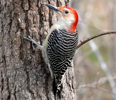 red-bellied-woodpecker