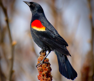 red-winged-blackbird