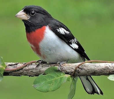 Rose-breasted Grosbeak