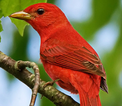 Summer Tanager