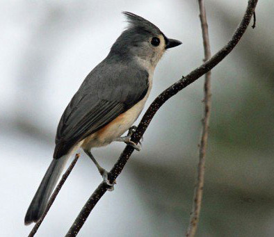 tufted-titmouse