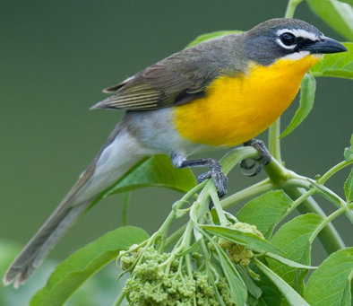 Yellow-breasted Chat