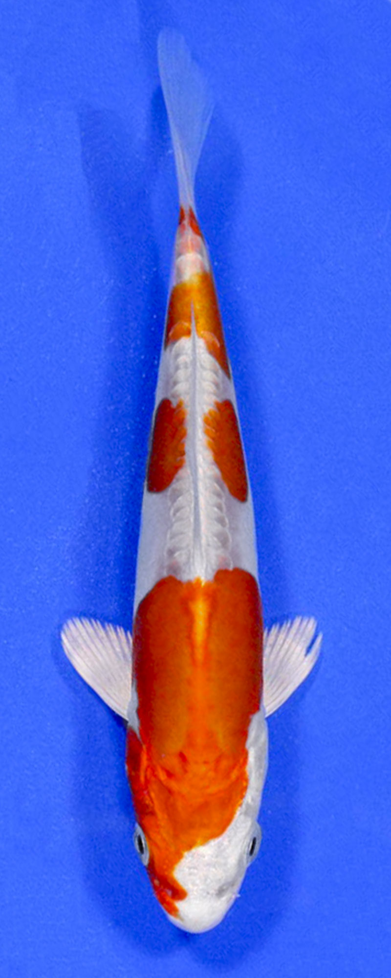 Kikusui koi