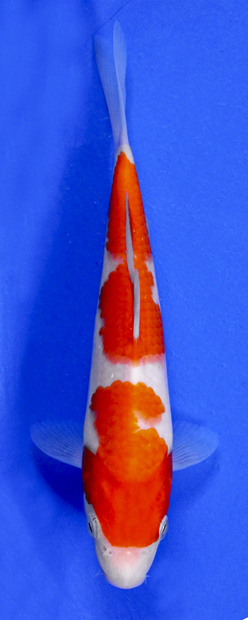 kohaku koi