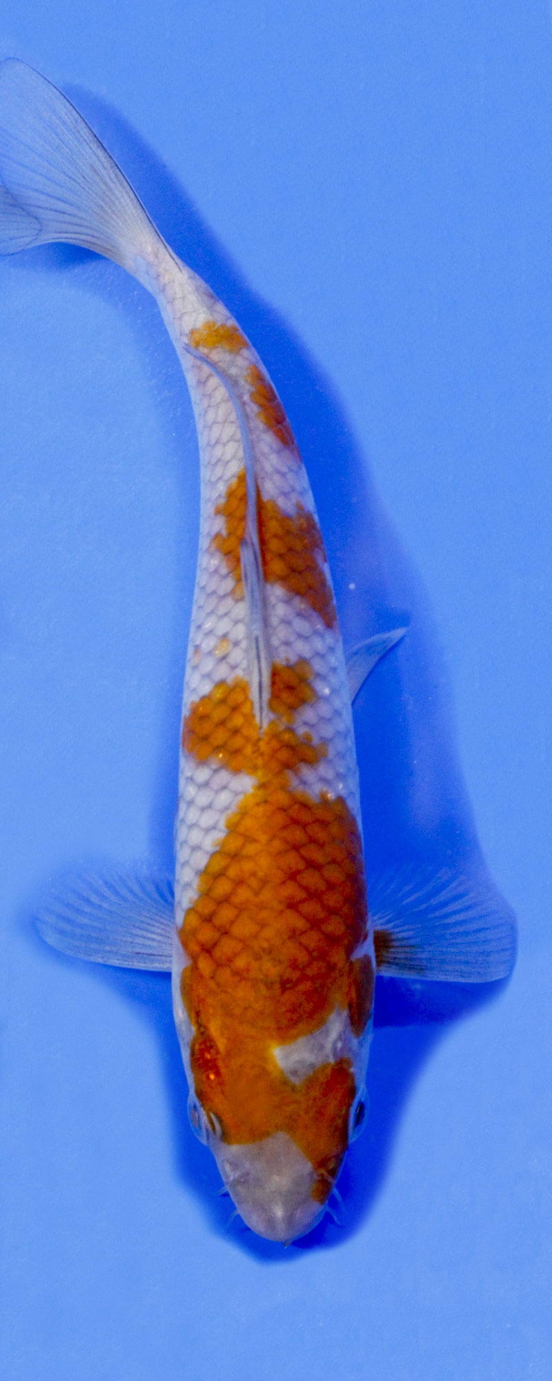 Ochiba Shigure Koi